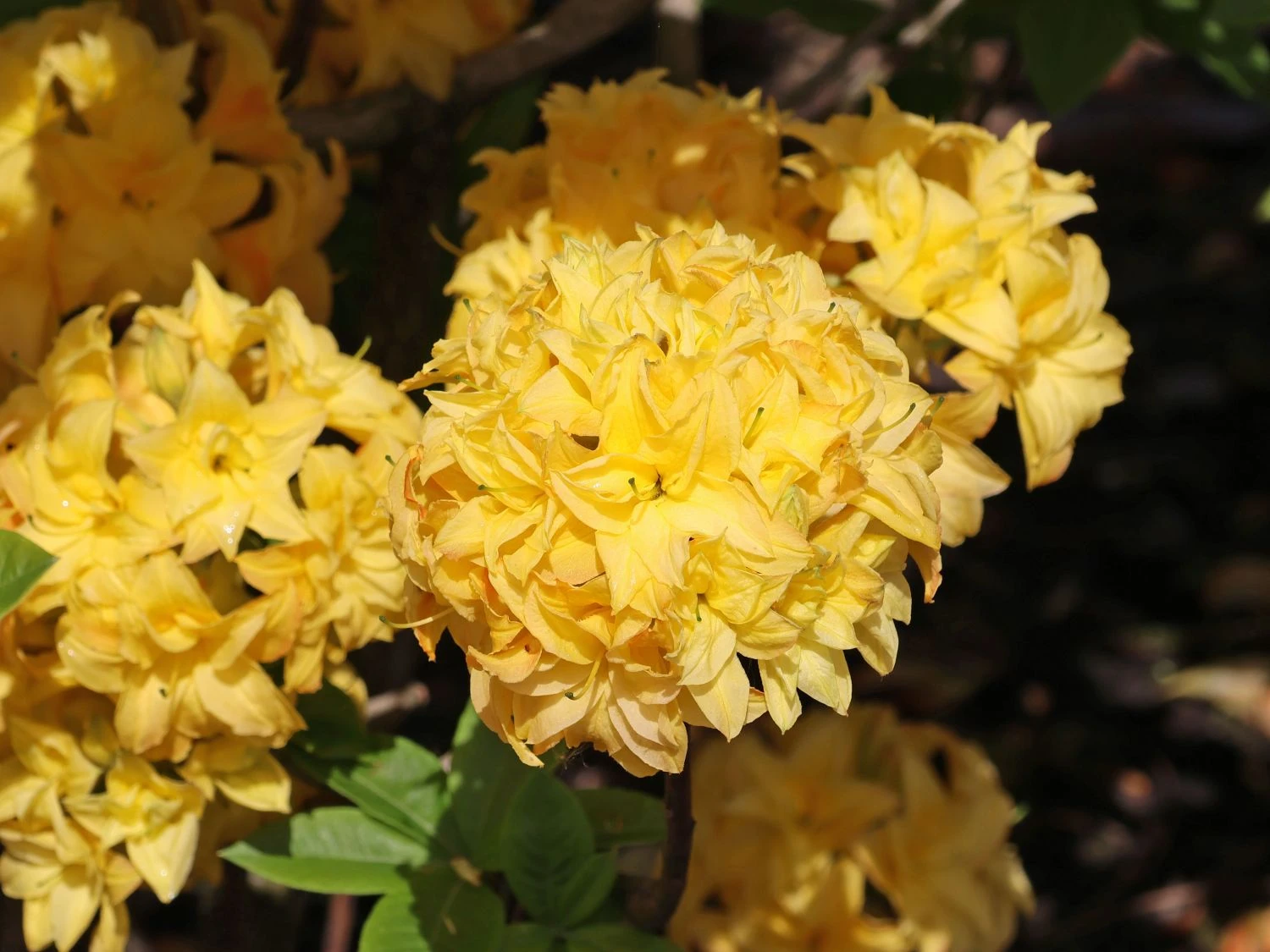 Laubabwerfende Azalee / Gelbe Azalee 'Yellow Pom Pom' 7 Laubabwerfende Azalee / Gelbe Azalee 'Yellow Pom Pom' – Bild 5