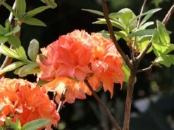 Laubabwerfende Azalee 'Gena Mae' -Günstiges Erd Seele Geschäft laubabwerfende azalee gena mae m006890 w 0