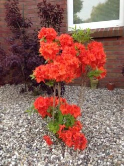 Laubabwerfende Azalee 'Gibraltar' -Günstiges Erd Seele Geschäft laubabwerfende azalee gibraltar m002400 342013 0