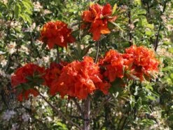 Laubabwerfende Azalee 'Gibraltar' -Günstiges Erd Seele Geschäft laubabwerfende azalee gibraltar m002400 w 1