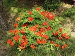 Laubabwerfende Azalee 'Gibraltar' -Günstiges Erd Seele Geschäft laubabwerfende azalee gibraltar m002400 w 2