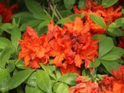 Laubabwerfende Azalee 'Gibraltar' -Günstiges Erd Seele Geschäft laubabwerfende azalee gibraltar m002400 w 3