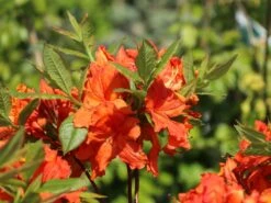 Laubabwerfende Azalee 'Gibraltar' -Günstiges Erd Seele Geschäft laubabwerfende azalee gibraltar m002400 w 4