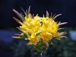 Laubabwerfende Azalee 'Golden Sunset' -Günstiges Erd Seele Geschäft laubabwerfende azalee golden sunset m002402 w 0