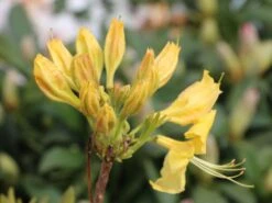 Laubabwerfende Azalee 'Golden Sunset' -Günstiges Erd Seele Geschäft laubabwerfende azalee golden sunset m002402 w 2