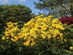 Laubabwerfende Azalee 'Golden Sunset' -Günstiges Erd Seele Geschäft laubabwerfende azalee golden sunset m002402 w 3