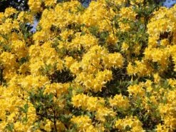 Laubabwerfende Azalee 'Golden Sunset' -Günstiges Erd Seele Geschäft laubabwerfende azalee golden sunset m002402 w 4