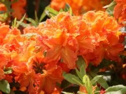 Laubabwerfende Azalee 'Goldflamme'