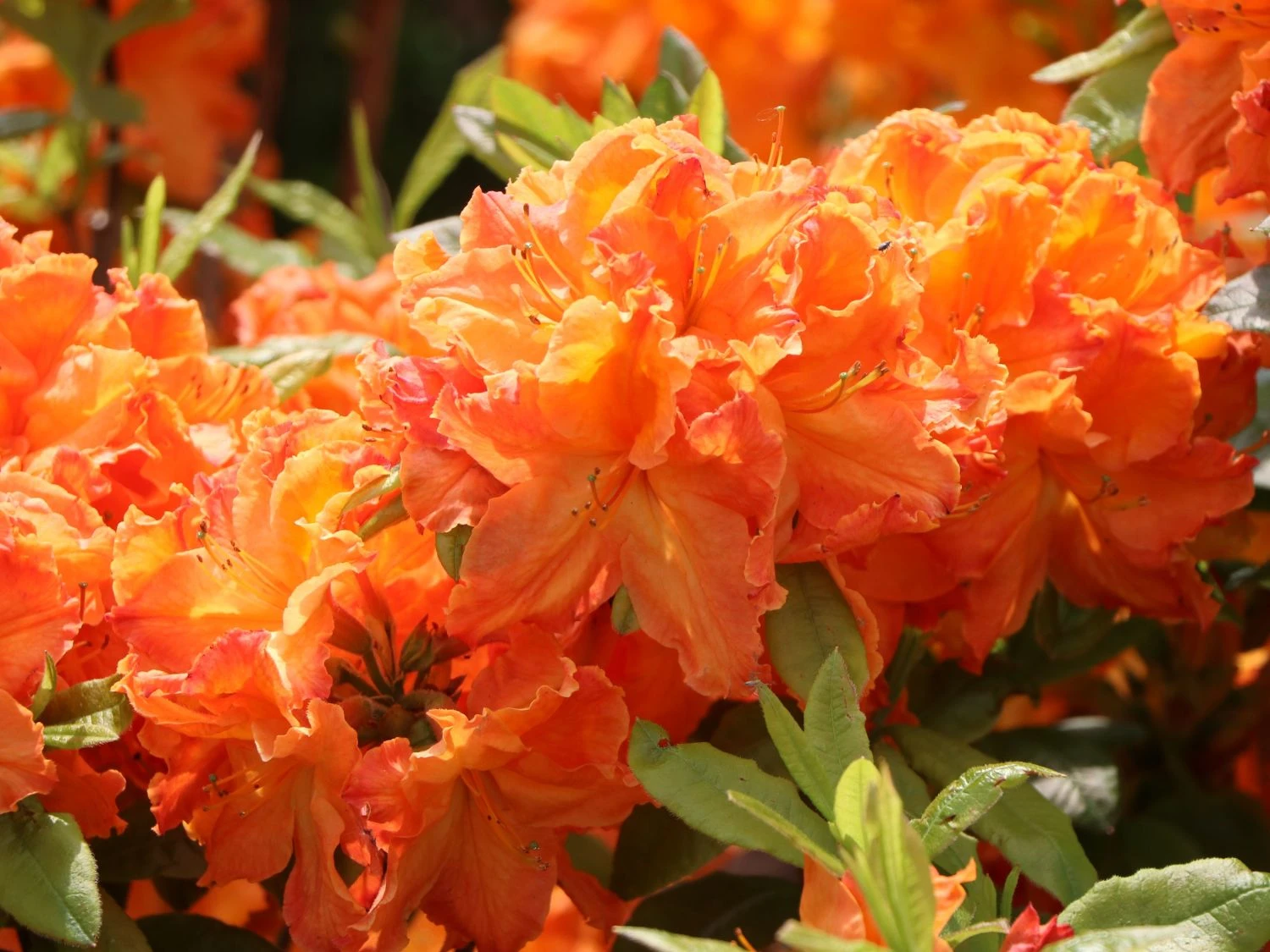 Laubabwerfende Azalee 'Goldflamme' 3 Laubabwerfende Azalee 'Goldflamme'