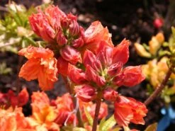 Laubabwerfende Azalee 'Goldflamme' 8 Laubabwerfende Azalee 'Goldflamme' -Günstiges Erd Seele Geschäft laubabwerfende azalee goldflamme m003328 w 0