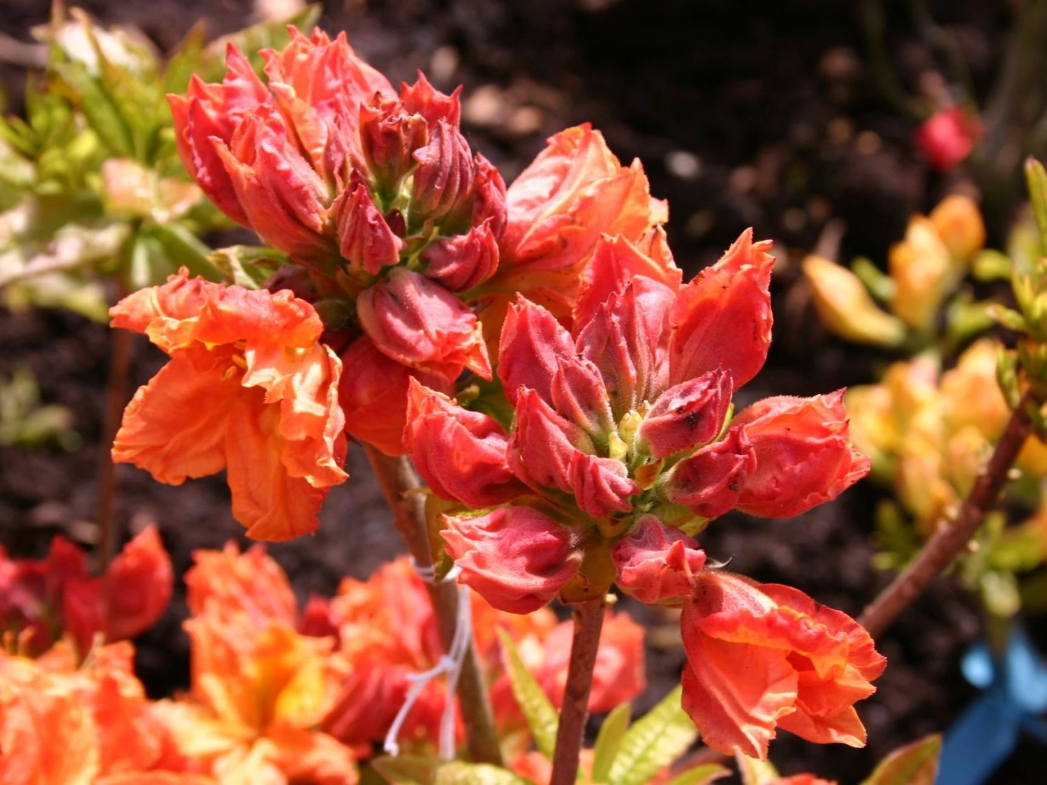 Laubabwerfende Azalee 'Goldflamme' 5 Laubabwerfende Azalee 'Goldflamme' – Bild 3