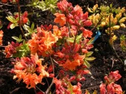 Laubabwerfende Azalee 'Goldflamme' 9 Laubabwerfende Azalee 'Goldflamme' -Günstiges Erd Seele Geschäft laubabwerfende azalee goldflamme m003328 w 1