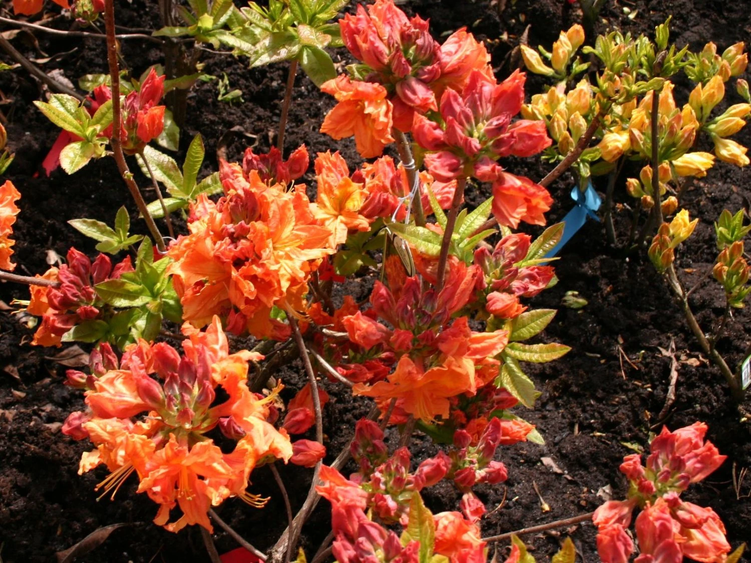 Laubabwerfende Azalee 'Goldflamme' 6 Laubabwerfende Azalee 'Goldflamme' – Bild 4