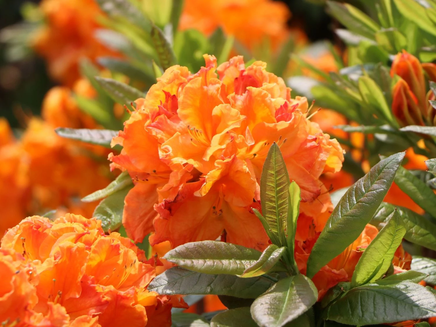 Laubabwerfende Azalee 'Goldflamme' 4 Laubabwerfende Azalee 'Goldflamme' – Bild 2