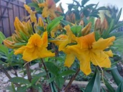 Laubabwerfende Azalee 'Goldpracht' -Günstiges Erd Seele Geschäft laubabwerfende azalee goldpracht m003330 1227319 0