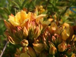 Laubabwerfende Azalee 'Goldpracht' -Günstiges Erd Seele Geschäft laubabwerfende azalee goldpracht m003330 w 1