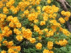 Laubabwerfende Azalee 'Goldpracht' -Günstiges Erd Seele Geschäft laubabwerfende azalee goldpracht m003330 w 2