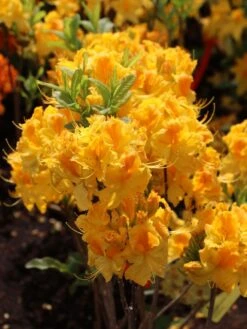 Laubabwerfende Azalee 'Goldpracht' -Günstiges Erd Seele Geschäft laubabwerfende azalee goldpracht m003330 w 3