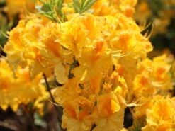 Laubabwerfende Azalee 'Goldpracht' -Günstiges Erd Seele Geschäft laubabwerfende azalee goldpracht m003330 w 4