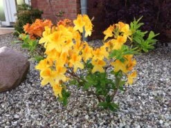 Laubabwerfende Azalee 'Goldtopas' -Günstiges Erd Seele Geschäft laubabwerfende azalee goldtopas m003332 342013 0