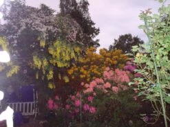 Laubabwerfende Azalee 'Goldtopas' -Günstiges Erd Seele Geschäft laubabwerfende azalee goldtopas m003332 745979 0