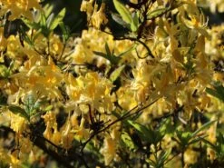 Laubabwerfende Azalee 'Goldtopas' -Günstiges Erd Seele Geschäft laubabwerfende azalee goldtopas m003332 w 0