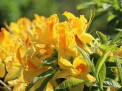 Laubabwerfende Azalee 'Goldtopas' -Günstiges Erd Seele Geschäft laubabwerfende azalee goldtopas m003332 w 1