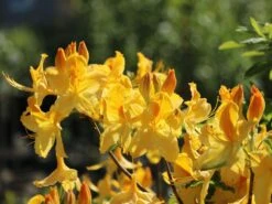 Laubabwerfende Azalee 'Goldtopas' -Günstiges Erd Seele Geschäft laubabwerfende azalee goldtopas m003332 w 2