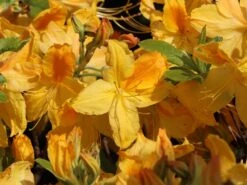 Laubabwerfende Azalee 'Goldtopas' -Günstiges Erd Seele Geschäft laubabwerfende azalee goldtopas m003332 w 3