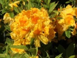 Laubabwerfende Azalee 'Goldtopas' -Günstiges Erd Seele Geschäft laubabwerfende azalee goldtopas m003332 w 4