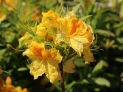 Laubabwerfende Azalee 'Goldtopas' -Günstiges Erd Seele Geschäft laubabwerfende azalee goldtopas m003332 w 5