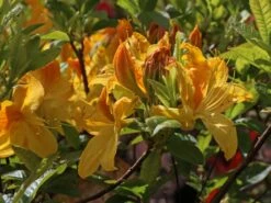 Laubabwerfende Azalee 'Goldtopas' -Günstiges Erd Seele Geschäft laubabwerfende azalee goldtopas m003332 w 6