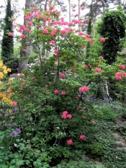 Laubabwerfende Azalee 'Homebush' 15 Laubabwerfende Azalee 'Homebush' -Günstiges Erd Seele Geschäft laubabwerfende azalee homebush m002404 193676 0