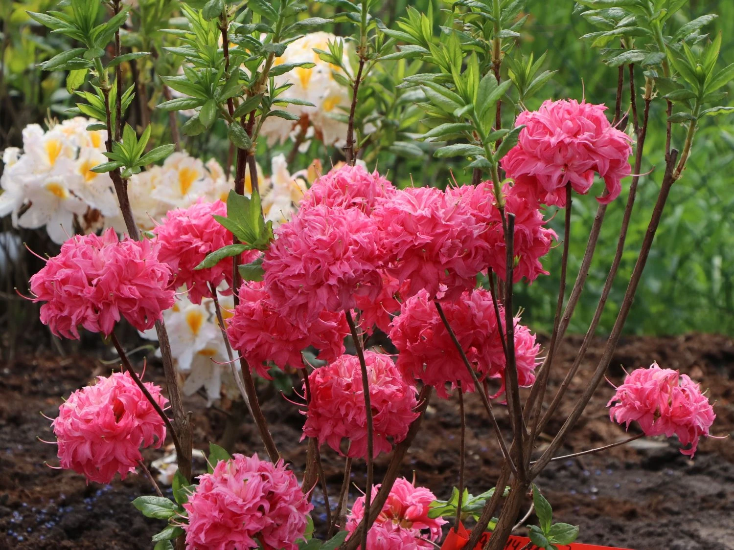 Laubabwerfende Azalee 'Homebush' 3 Laubabwerfende Azalee 'Homebush'