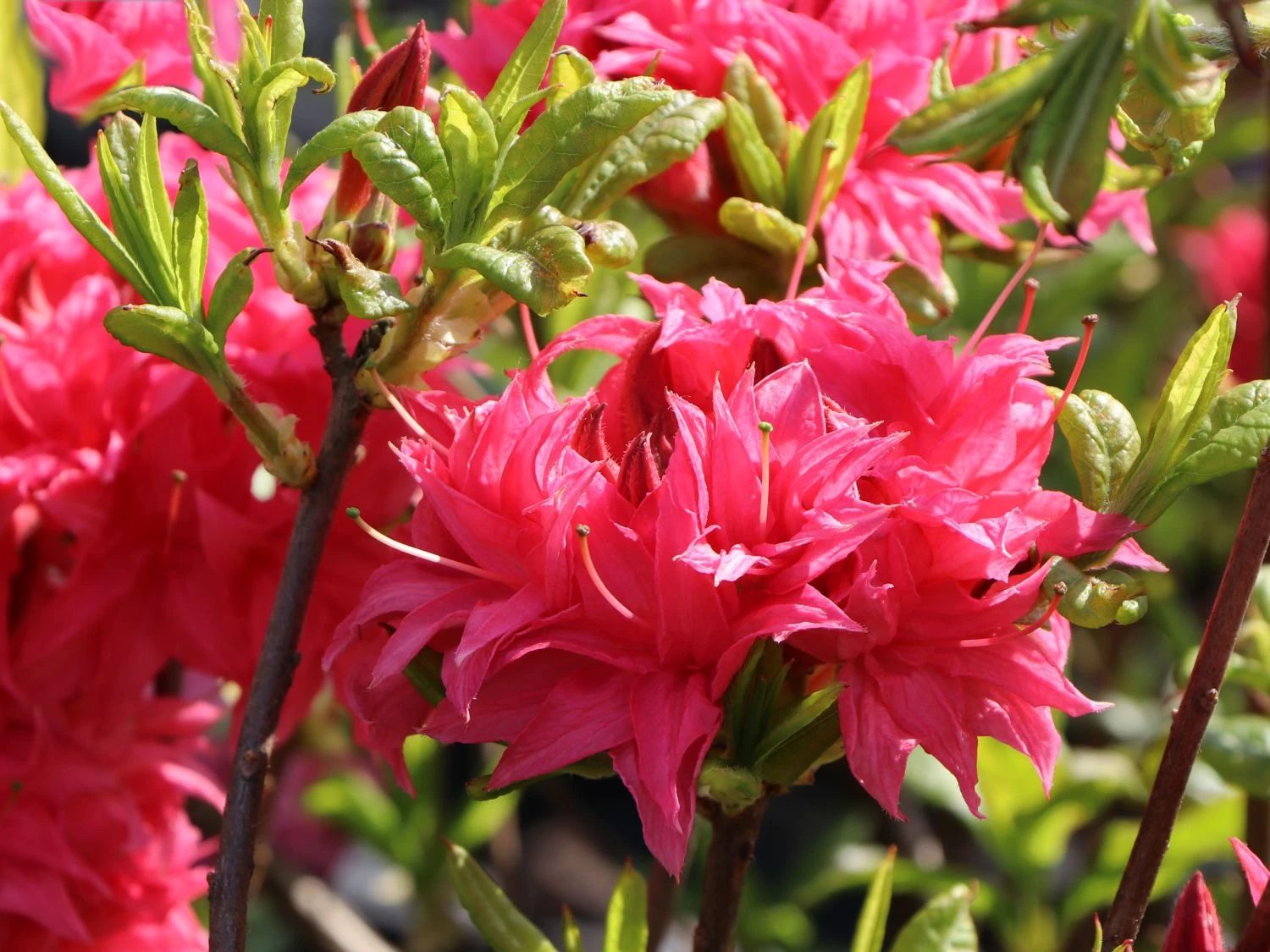 Laubabwerfende Azalee 'Homebush' 7 Laubabwerfende Azalee 'Homebush' – Bild 5