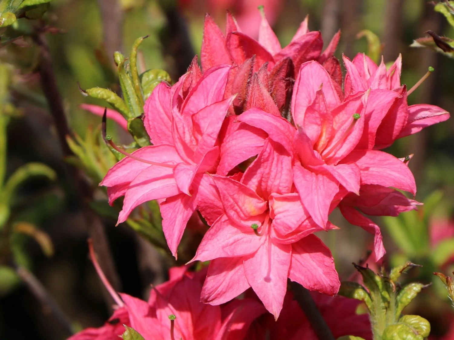 Laubabwerfende Azalee 'Homebush' 6 Laubabwerfende Azalee 'Homebush' – Bild 4