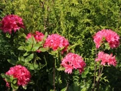 Laubabwerfende Azalee 'Homebush' 11 Laubabwerfende Azalee 'Homebush' -Günstiges Erd Seele Geschäft laubabwerfende azalee homebush m002404 w 2