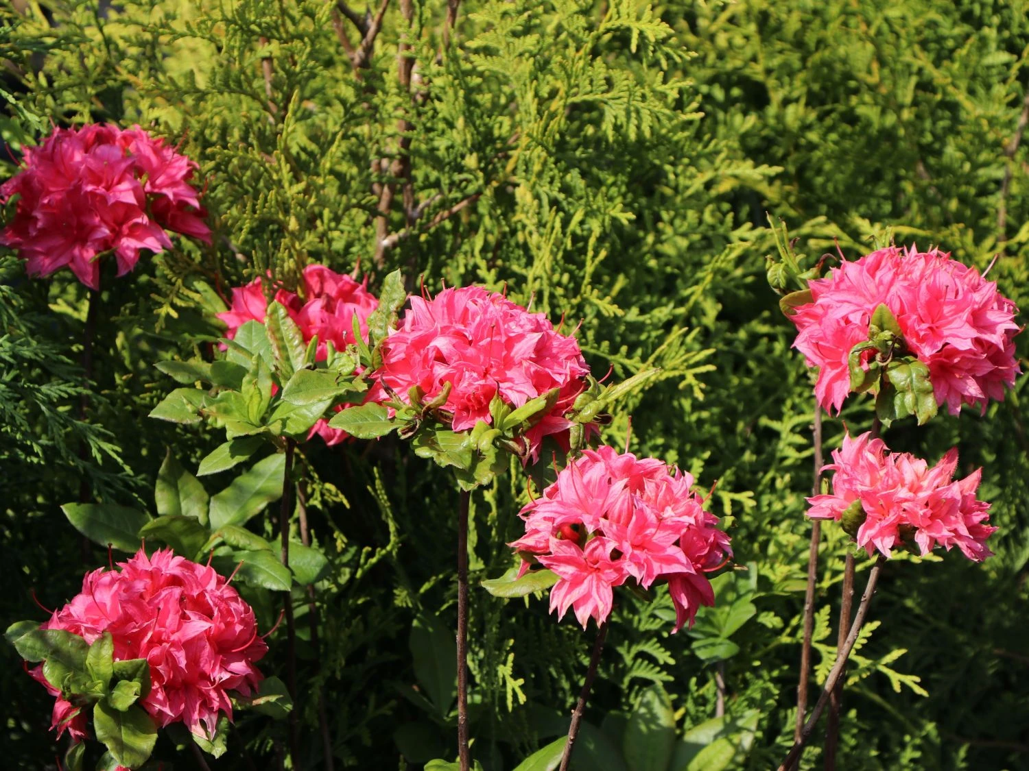 Laubabwerfende Azalee 'Homebush' 5 Laubabwerfende Azalee 'Homebush' – Bild 3