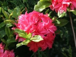 Laubabwerfende Azalee 'Homebush' 10 Laubabwerfende Azalee 'Homebush' -Günstiges Erd Seele Geschäft laubabwerfende azalee homebush m002404 w 3