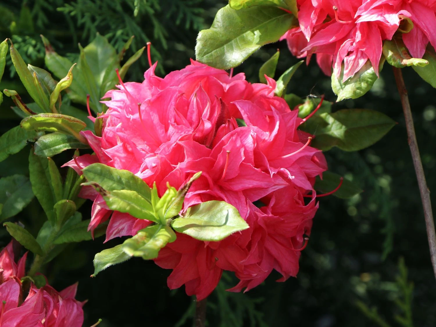 Laubabwerfende Azalee 'Homebush' 4 Laubabwerfende Azalee 'Homebush' – Bild 2