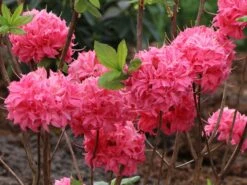 Laubabwerfende Azalee 'Homebush' 14 Laubabwerfende Azalee 'Homebush' -Günstiges Erd Seele Geschäft laubabwerfende azalee homebush m002404 w 4