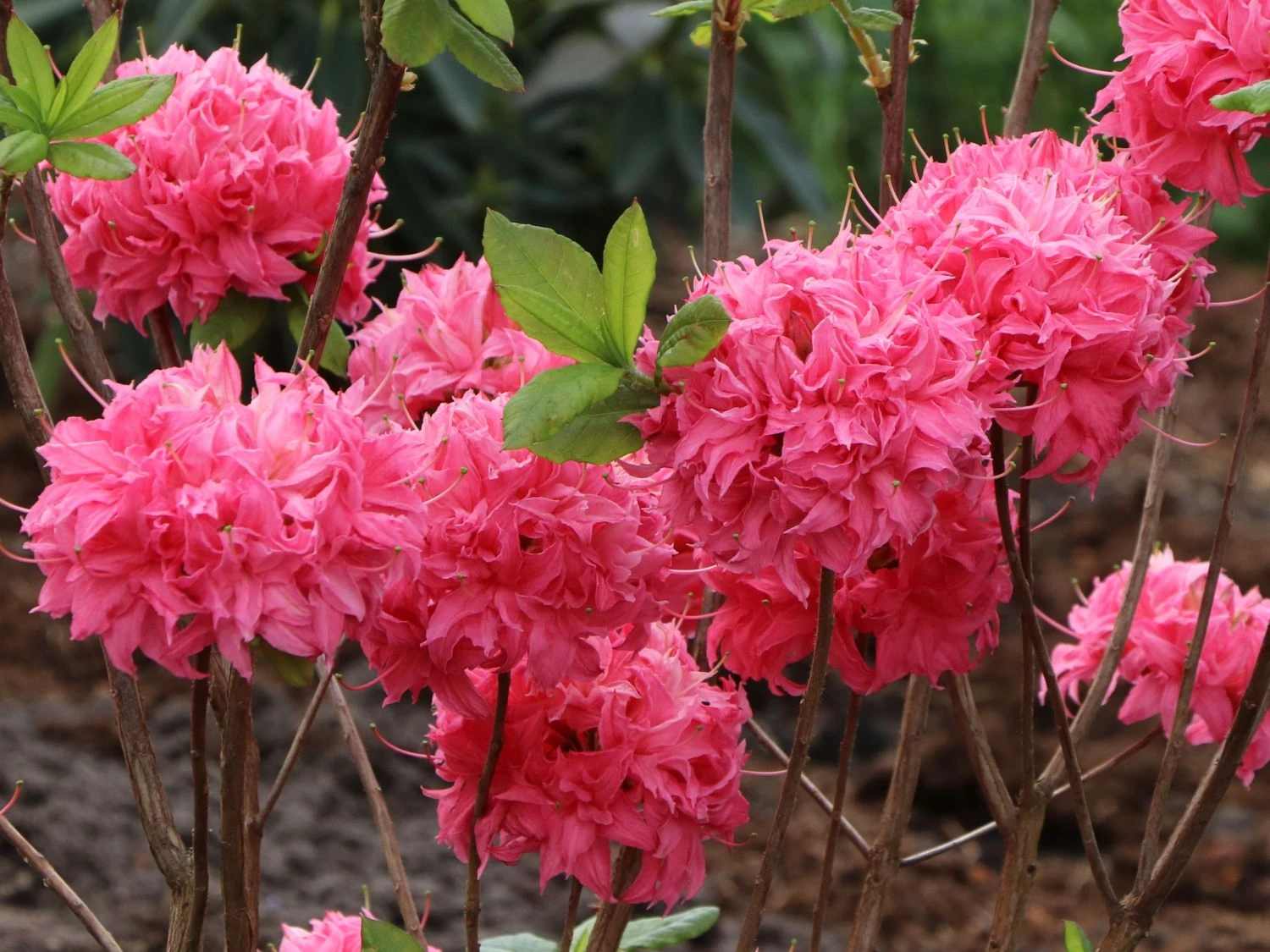 Laubabwerfende Azalee 'Homebush' 8 Laubabwerfende Azalee 'Homebush' – Bild 6