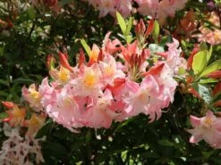 Laubabwerfende Azalee 'Jack A. Sand' 17 Laubabwerfende Azalee 'Jack A. Sand' -Günstiges Erd Seele Geschäft laubabwerfende azalee jack a sand m003334 w 0