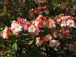 Laubabwerfende Azalee 'Jack A. Sand' 19 Laubabwerfende Azalee 'Jack A. Sand' -Günstiges Erd Seele Geschäft laubabwerfende azalee jack a sand m003334 w 1