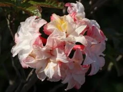 Laubabwerfende Azalee 'Jack A. Sand' 21 Laubabwerfende Azalee 'Jack A. Sand' -Günstiges Erd Seele Geschäft laubabwerfende azalee jack a sand m003334 w 2