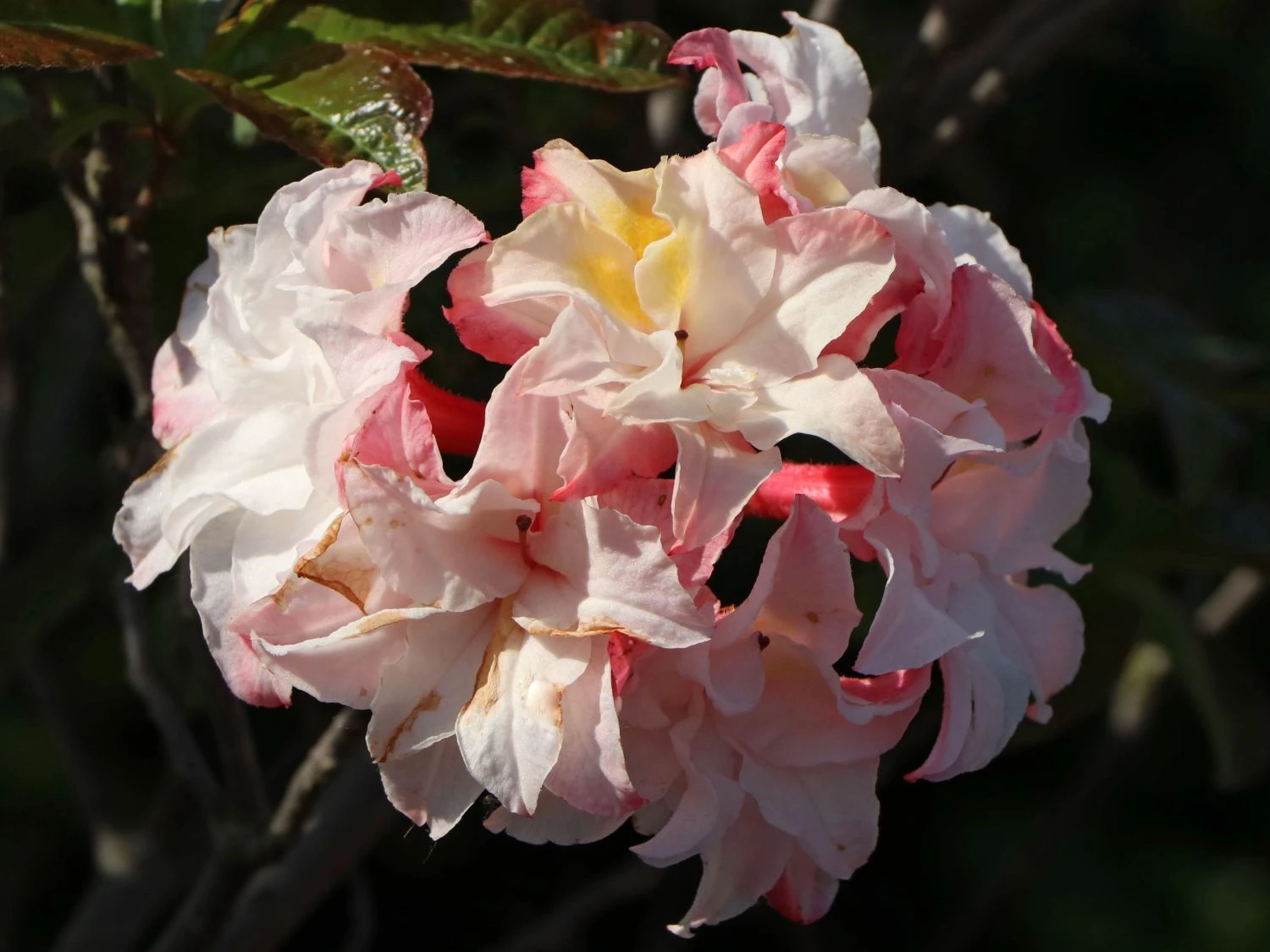 Laubabwerfende Azalee 'Jack A. Sand' 11 Laubabwerfende Azalee 'Jack A. Sand' – Bild 9