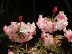 Laubabwerfende Azalee 'Jack A. Sand' 16 Laubabwerfende Azalee 'Jack A. Sand' -Günstiges Erd Seele Geschäft laubabwerfende azalee jack a sand m003334 w 4