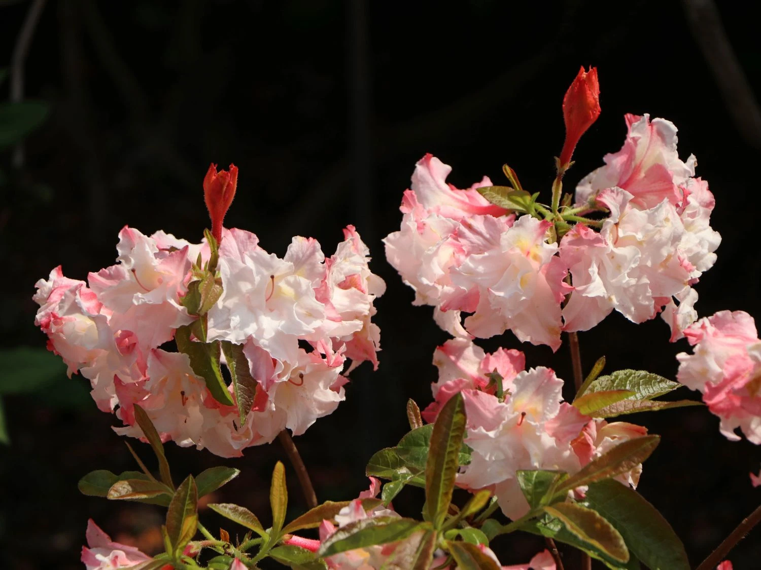 Laubabwerfende Azalee 'Jack A. Sand' 6 Laubabwerfende Azalee 'Jack A. Sand' – Bild 4