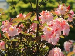 Laubabwerfende Azalee 'Jack A. Sand' 23 Laubabwerfende Azalee 'Jack A. Sand' -Günstiges Erd Seele Geschäft laubabwerfende azalee jack a sand m003334 w 5