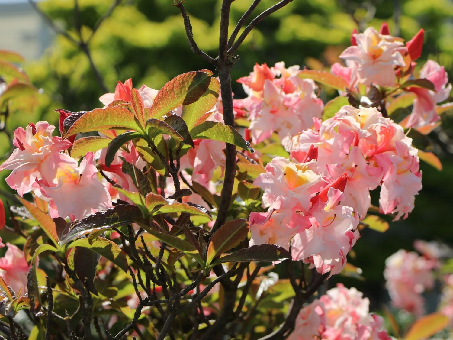 Laubabwerfende Azalee 'Jack A. Sand' 13 Laubabwerfende Azalee 'Jack A. Sand' – Bild 11